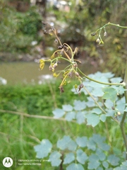 Thalictrum strigillosum