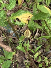 Argiope aurantia