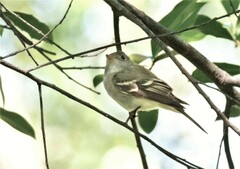 Empidonax virescens