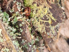 Lophocolea heterophylla