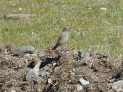 Monticola saxatilis