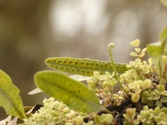 Microgramma squamulosa