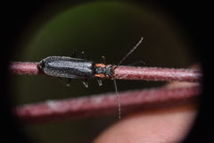 Cantharinae