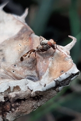 Pseudodyscrasis scutellaris