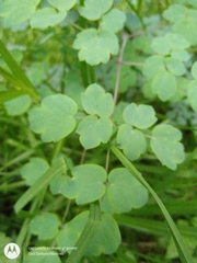 Thalictrum strigillosum