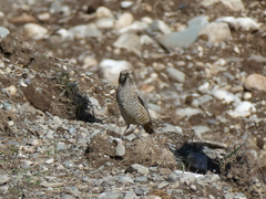 Monticola saxatilis