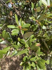 Quercus chrysolepis