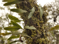 Microgramma squamulosa