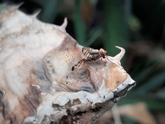 Pseudodyscrasis scutellaris