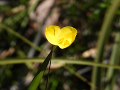 Patersonia umbrosa