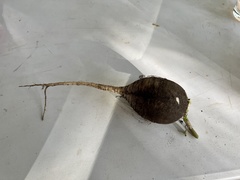 Callirhytis quercusbatatoides