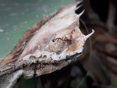 Pseudodyscrasis scutellaris