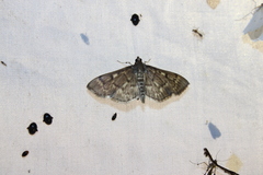 Herpetogramma aeglealis