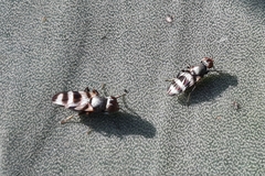 Pseudodyscrasis scutellaris