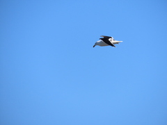 Larus dominicanus dominicanus