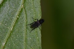 Phorinae