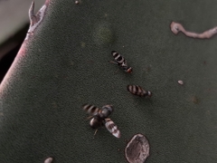 Pseudodyscrasis scutellaris