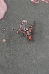 Pseudodyscrasis scutellaris