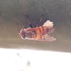 Brachycera