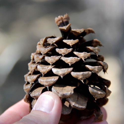 Rocky Mountains Ponderosa Pine
