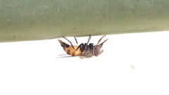 Brachycera