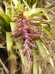 Tillandsia australis
