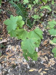 Ribes sanguineum