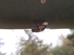 Brachycera