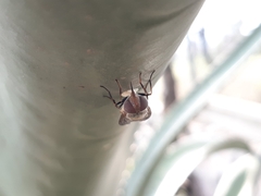 Brachycera