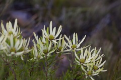 Leucadendron