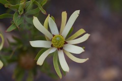 Leucadendron