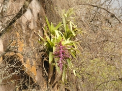 Tillandsia australis