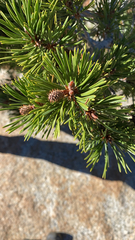 Pinus