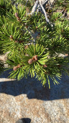 Pinus