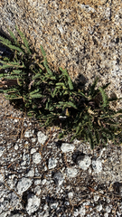 Myriopteris gracillima