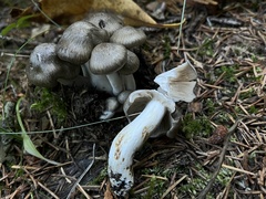 Lyophyllum