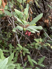 Frangula californica