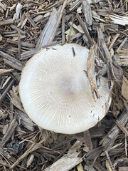 Agaricus deardorffensis