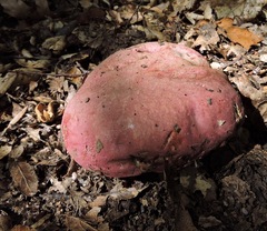 Rubroboletus eastwoodiae