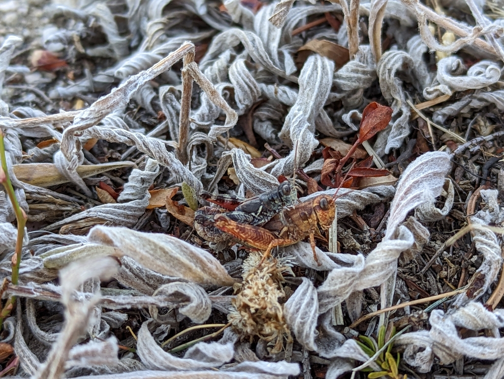 Washington Short-wing Grasshopper