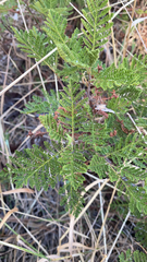 Chamaebatia foliolosa