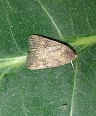 Micrathetis