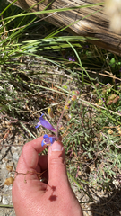 Penstemon laetus