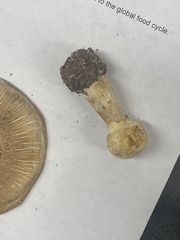 Agaricus deardorffensis