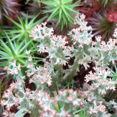 Cladonia gracilis
