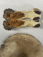 Agaricus deardorffensis