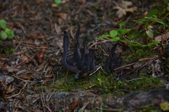 Alloclavaria purpurea