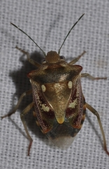 Chroantha ornatula