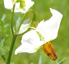 Solanum pinnatisectum