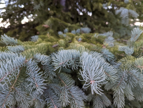 Western white spruce (Picea × albertiana)